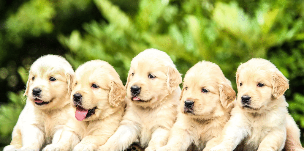 Best Golden Retriever Breeder in Bangalore