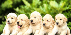 Best Golden Retriever Breeder in Bangalore