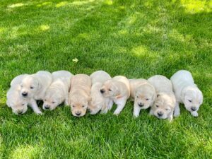 Cute golden retriever puppies lying on a green lawn outdoors. Top Golden Retriever Breeder in India
